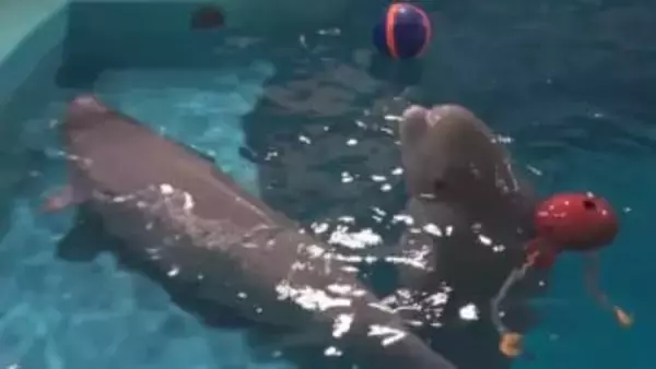 シロイルカに命名　オスが「アラン」メスは「リーリャ」　しまね海洋館アクアス