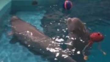 シロイルカに命名　オスが「アラン」メスは「リーリャ」　しまね海洋館アクアス