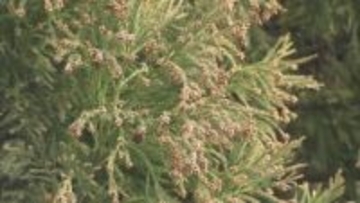 スギ花粉症の人は「トマト」に注意？　医師警鐘…「花粉食物アレルギー症候群」とは？　“花粉症”と“特定の果物・野菜”でアレルギー症状　どの組み合わせに注意すればいい？