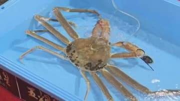 シーズン到来！冬の味覚「松葉がに」初競り　鳥取港の「五輝星」に１００万円