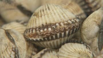 山陰の「赤貝」　また貝毒規制値超え　島根県が再び出荷自主規を要請