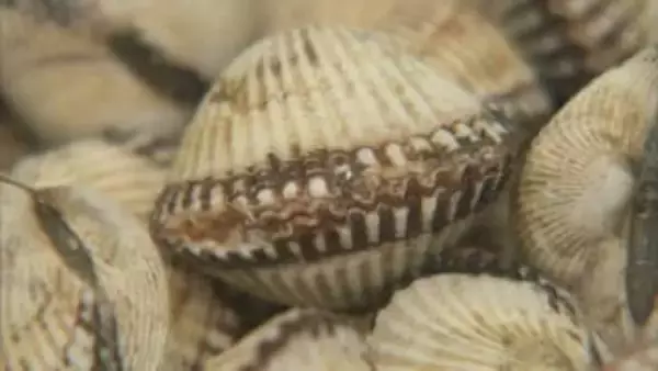 山陰の「赤貝」　また貝毒規制値超え　島根県が再び出荷自主規を要請