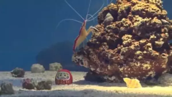 アクアスにお正月水槽　おめでたい色や模様などで正月を連想させる生き物を展示