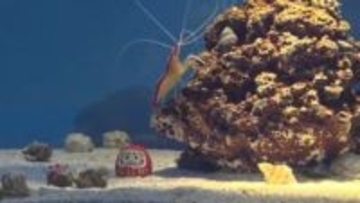 アクアスにお正月水槽　おめでたい色や模様などで正月を連想させる生き物を展示