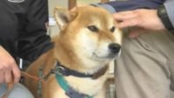 迷子になった柴犬「おうすけ君」を出雲大社の「鏡の池」で発見　水深は腰の高さ…新聞配達の男性はとっさに池に飛び込んだ！　行方不明になって5日目に起きた奇跡