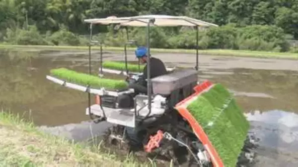 暑さに強く収量増える　島根県で36年ぶりの新品種「島系84号」試験栽培始まる「農家さんからは『いつから栽培出来るんだ？』期待されているんじゃないかと思う」