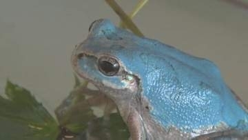 レタス畑で発見された珍しいアマガエル…体の色は“ターコイズブルー”　「しあわせの青いカエル」　時が経つと緑に戻るかも…