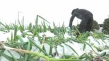 大雪で特産白ネギ「葉折れ」被害相次ぐ　「通常通りの正規品で出せるものはだいぶ少ない…」農家悲痛　鳥取県大山町