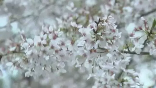 樹木が折れる被害も…強風に負けず「とっとり花回廊」サクラの見頃続く