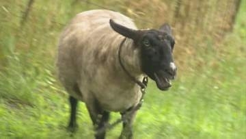 農業高校で飼育しているヒツジの毛を自分たちで刈り、羊毛を洗う実習授業