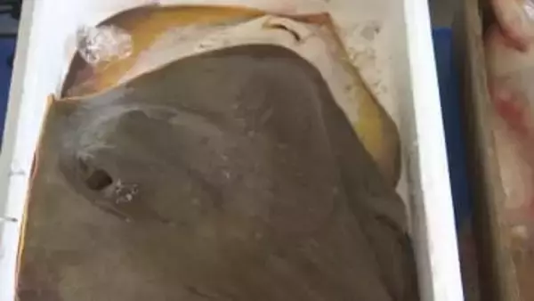 バーガーの次は唐揚げ…厄介者のアカエイを人気者に　養護学校で新メニュー開発　島根県松江市