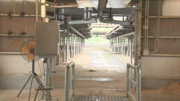 騒然…体重約500キロのウシが家畜市場で暴れ逃走　鎖骨骨折など5人がけが　“競り”のためにやってきて…「綱をほどいた瞬間に逃げてしまった」　一体何が？