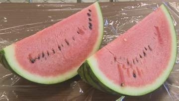 いよいよ夏の味覚スイカが…　鳥取県の「大栄西瓜」は盗難防止パトロール開始　「とまり美人」は査定会