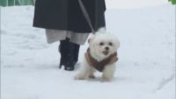 冬の犬の散歩に注意「道路の雪を食べてはダメ」　”融雪剤”成分で嘔吐や下痢など中毒症状、肉球につくと皮膚炎の可能性も…獣医師が警鐘