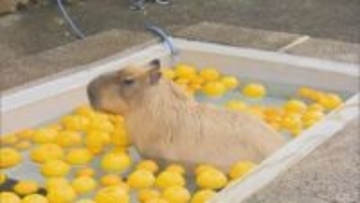 「めっちゃかわいい、癒されます」22日は冬至　カピバラのウーロンくん、「ゆず湯」につかってほっこり