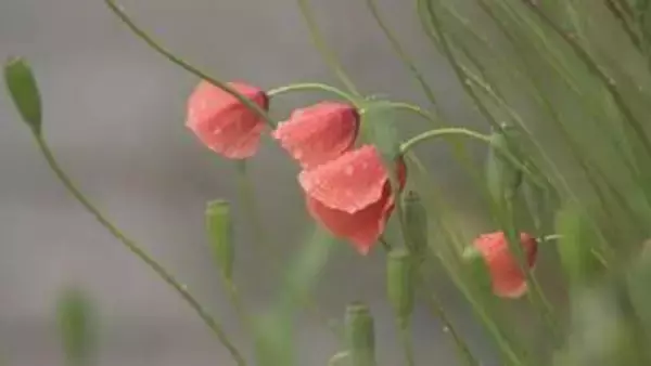 毒性成分に注意　素手で触るとかぶれる恐れ…ポピーのような可愛らしい花を咲かす外来植物「ナガミヒナゲシ」が含む「アルカロイド」