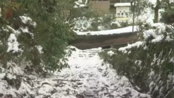 大雪の爪あと…清水寺の参道で杉の大木が倒れ参道ふさぎ、当面閉山に　「千年杉クラスの太いスギ、まさか倒れるとは…」旅館にも当たり窓ガラス割れる　島根県安来市