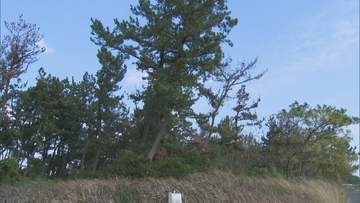日本海の絶景「白砂青松」に異変…茶色く枯れてしまう原因は“外来種の線虫”　松枯れ被害が前年より6割増加…防災林機能低下も懸念