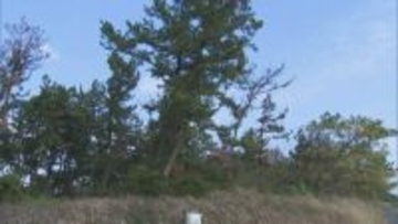 日本海の絶景「白砂青松」に異変…茶色く枯れてしまう原因は“外来種の線虫”　松枯れ被害が前年より6割増加…防災林機能低下も懸念