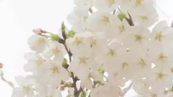 開花まであと2週間…今年のサクラ開花予想・満開予想は？　全国的に平年並みか早い予想　最新のサクラ開花前線