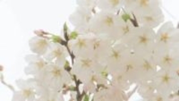 開花まであと2週間…今年のサクラ開花予想・満開予想は？　全国的に平年並みか早い予想　最新のサクラ開花前線