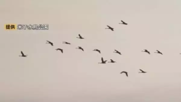 春を告げるコハクチョウ「北帰行」始まる…中海周辺で確認された数は過去最多「北国が大雪で、山陰に逃げてきているのではないか」