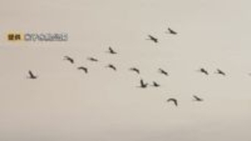 春を告げるコハクチョウ「北帰行」始まる…中海周辺で確認された数は過去最多「北国が大雪で、山陰に逃げてきているのではないか」