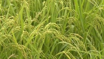 「50年、台風を待ったのは初めて」台風15号熱帯低気圧に…渇水に頭を抱える農家は「雨が欲しくてたまらなかった」一方、鳥取県は「紋枯病」注意喚起