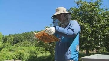 ミツバチに魅せられて…結婚式の引き出物「ナッツの蜂蜜漬け」で運命が変わった男性　Uターンし転職、養蜂経験ゼロからの挑戦