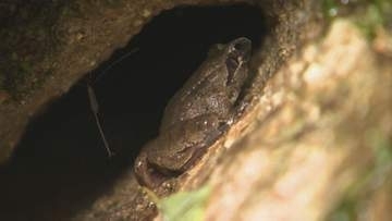 カエル大好き小学生が悲願の初優勝「タゴガエルの気持ちになり切ってやってみました」全日本タゴガエル鳴きまね王座決定戦「深みのある鳴き声が気に入っている」