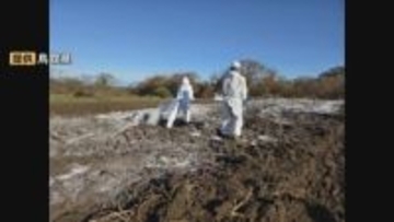 養鶏場での鳥インフルエンザ「防疫措置」完了　今後ニワトリ、卵など「搬出制限」「移動制限」解除へ　鳥取県米子市