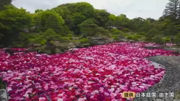 3万輪のボタンが池一面に…圧巻「池泉牡丹」　今年はバラとの競演も　GW初日から賑わう「由志園」で開催