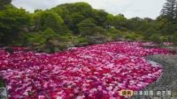 3万輪のボタンが池一面に…圧巻「池泉牡丹」　今年はバラとの競演も　GW初日から賑わう「由志園」で開催