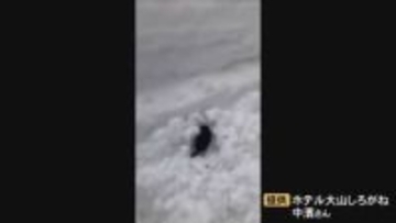 大雪が積もった道路で「モグラ」発見…困惑した様子でウロウロ　積雪量に戸惑い、地面はどこ？と帰路を探しているよう　地面と間違えたのか…モグラは靴にすごいすり寄ってきた
