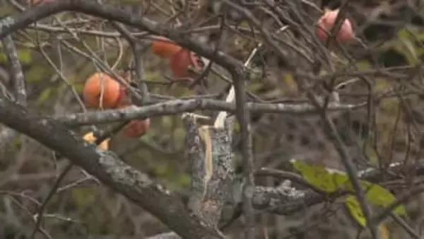 夜、外に出たら…「柿の木のあたりからバキバキと音がした」　実のついた枝が折られ、幹にはクマの爪痕も　放置果樹に注意