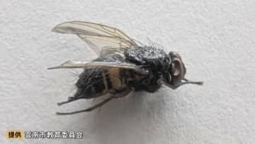 小学校の給食「カレースパイスコーンスープ」に混入していたのは…“約7ミリのハエ1匹”　職員が盛り付け時に発見、児童らに健康被害などなし　島根県雲南市