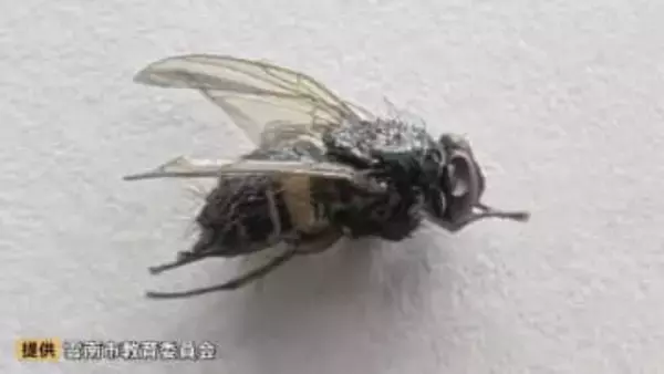 小学校の給食「カレースパイスコーンスープ」に混入していたのは…“約7ミリのハエ1匹”　職員が盛り付け時に発見、児童らに健康被害などなし　島根県雲南市