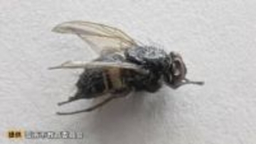 小学校の給食「カレースパイスコーンスープ」に混入していたのは…“約7ミリのハエ1匹”　職員が盛り付け時に発見、児童らに健康被害などなし　島根県雲南市