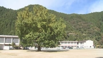 【紅葉情報】小学校跡の樹齢100年超える大イチョウ色づき始め…今年は6年ぶりにライトアップ　鳥取県日南町