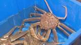 「約19％削減　日本海側のズワイガニ年間漁獲枠　水産庁「海流の変化などの影響から減少へ向かうと予測される」」の画像1