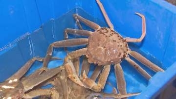 約19％削減　日本海側のズワイガニ年間漁獲枠　水産庁「海流の変化などの影響から減少へ向かうと予測される」