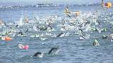 「日本のトライアスロン発祥の地・皆生で熱戦 全国から鉄人１２２３人が出場」の画像1