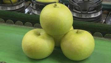 二十世紀梨初出荷…全国へ「たくさん食べていただいて熱中症を防止していただきたい」梅雨に雨がしっかり降ったため大玉傾向　鳥取・湯梨浜町