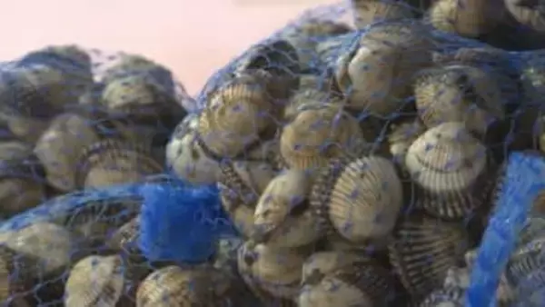 山陰の「赤貝」出荷再開で店頭に並ぶ　島根県松江市の道の駅　みそ汁のふるまいも