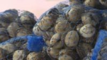 山陰の「赤貝」出荷再開で店頭に並ぶ　島根県松江市の道の駅　みそ汁のふるまいも