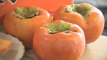 特産「富有柿」出荷始まる　今年の出来は？　種飛ばし大会は今年も開催予定　鳥取県南部町