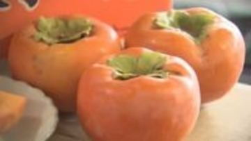 特産「富有柿」出荷始まる　今年の出来は？　種飛ばし大会は今年も開催予定　鳥取県南部町