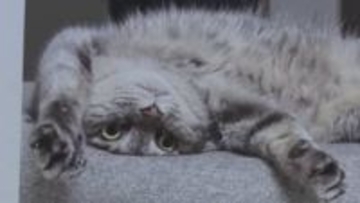 １１５６点の作品が壁一面に　ペットの写真展「うちの子参観日」　島根県江津市の今井美術館