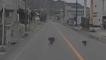 「ネコかな？…何匹も横断するんで『あ、サルだ』」約30匹サルの大群が県道を渡っていた…住宅街で出没相次ぐ　なぜ人里から離れない？