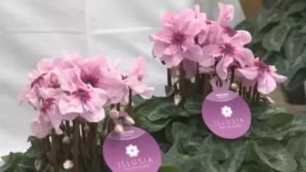 表情豊かな花々　島根県出雲市で恒例のシクラメンフェア